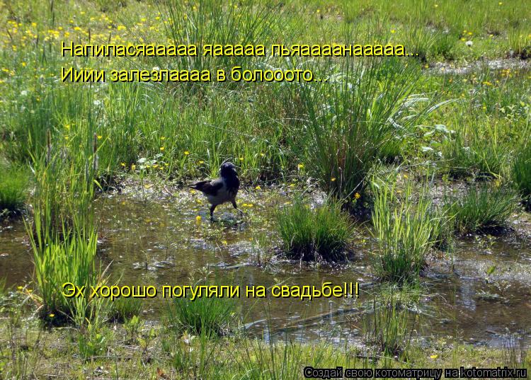 Котоматрица: Напиласяааааа яааааа пьяаааанааааа...  Ииии залезлаааа в болооото... Эх хорошо погуляли на свадьбе!!!