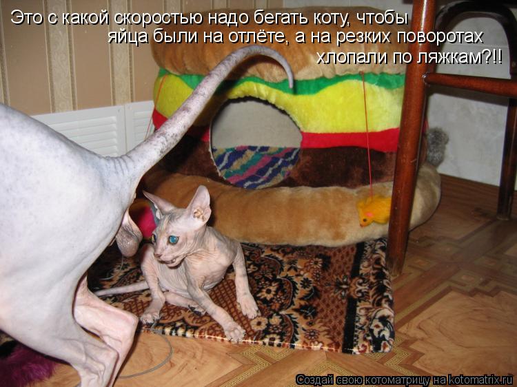 Котоматрица: Это с какой скоростью надо бегать коту, чтобы яйца были на отлёте, а на резких поворотах хлопали по ляжкам?!!