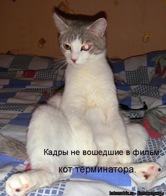Котоматрица: Кадры не вошедшие в фильм: кот терминатора.