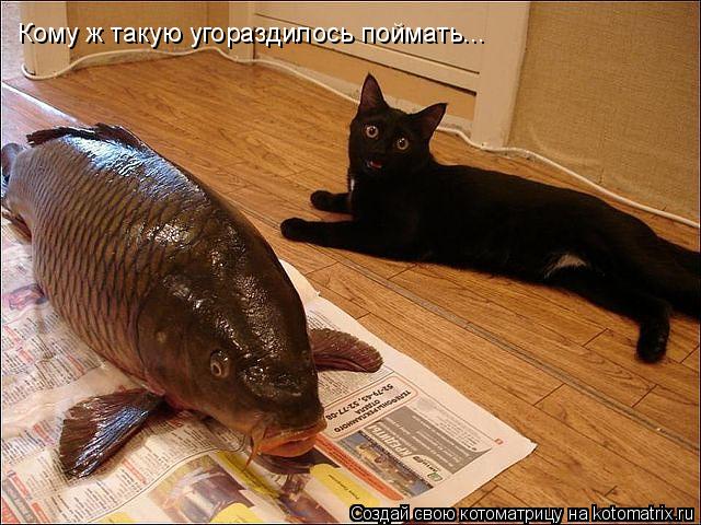 Котоматрица: Кому ж такую угораздилось поймать...