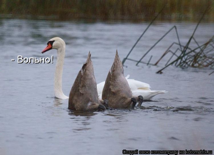 - Вольно!... Котоматрица: - Вольно!