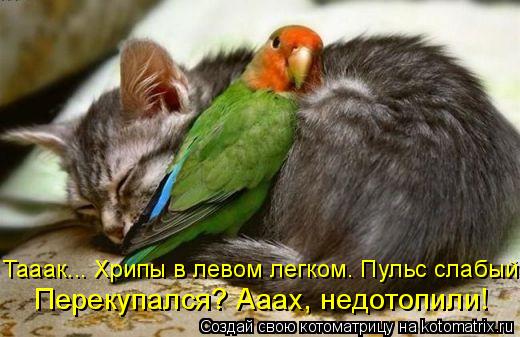 Котоматрица: Тааак... Хрипы в левом легком. Пульс слабый.  Перекупался? Ааах, недотопили!