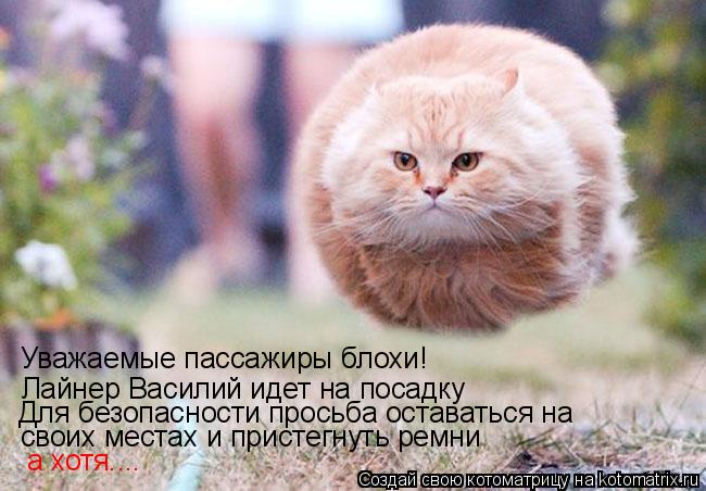 Котоматрица: Уважаемые пассажиры блохи! Лайнер Василий идет на посадку Для безопасности просьба оставаться на  своих местах и пристегнуть ремни   а хотя