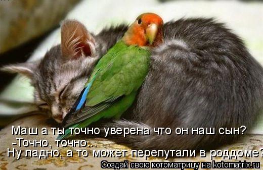 Котоматрица: Маш а ты точно уверена что он наш сын?  Ну ладно, а то может перепутали в роддоме? -Точно, точно...