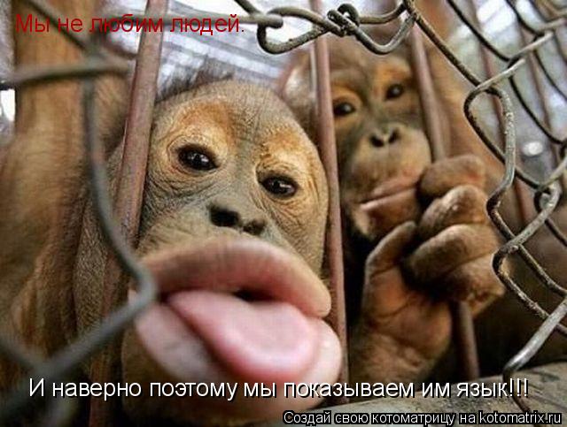Мы не любим людей. И наверно поэтому мы показываем им язык!!!... Котоматрица: Мы не любим людей. И наверно поэтому мы показываем им язык!!!