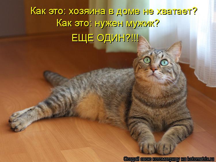 Как это: хозяина в доме не хватает? Как это: нужен мужик? ЕЩЕ ОДИН?!!!... Котоматрица: Как это: хозяина в доме не хватает? Как это: нужен мужик? ЕЩЕ ОДИН?!!!