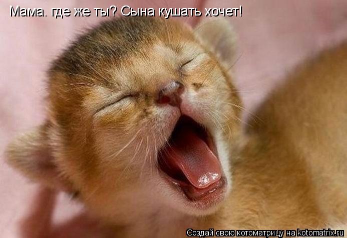 Мама. где же ты? Сына кушать хочет! Мама. где же ты? Сына кушать хочет!... Котоматрица: Мама. где же ты? Сына кушать хочет! Мама. где же ты? Сына кушать хочет!