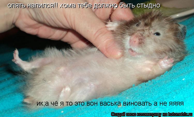 Котоматрица: опять напился!! хома тебе должно быть стыдно опять напился!! хома тебе должно быть стыдно ик;а чё я то это вон васька виновать а не яяяя