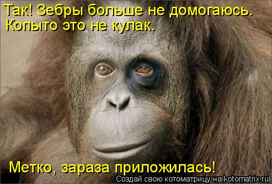 Котоматрица: Так! Зебры больше не домогаюсь. Копыто это не кулак.  Метко, зараза приложилась!