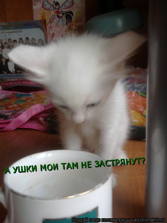 Котоматрица: А УШКИ МОИ ТАМ НЕ ЗАСТРЯНУТ? А УШКИ МОИ ТАМ НЕ ЗАСТРЯНУТ? А УШКИ МОИ ТАМ НЕ ЗАСТРЯНУТ?