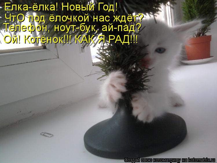 Котоматрица: Елка-ёлка! Новый Год! ЧтО под ёлочкой нас ждёт? Телефон, ноут-бук, ай-пад? Ой! Котёнок!!! КАК Я РАД!!!
