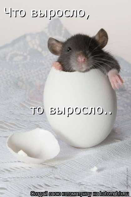 Котоматрица: Что выросло, то выросло..