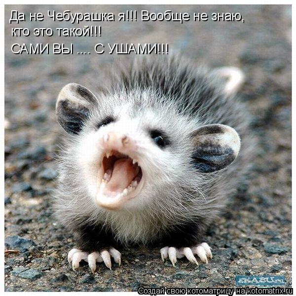 Котоматрица: Да не Чебурашка я!!! Вообще не знаю, кто это такой!!! САМИ ВЫ .... С УШАМИ!!!