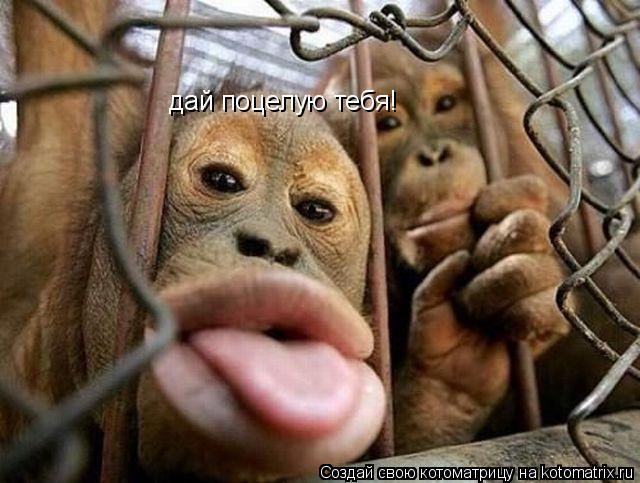 Котоматрица: дай поцелую тебя!