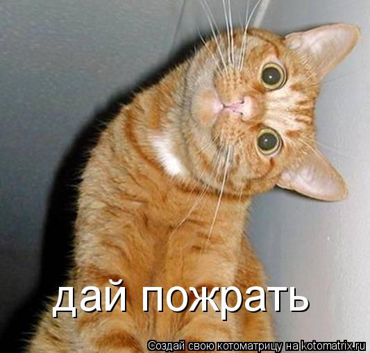 Котоматрица: дай пожрать