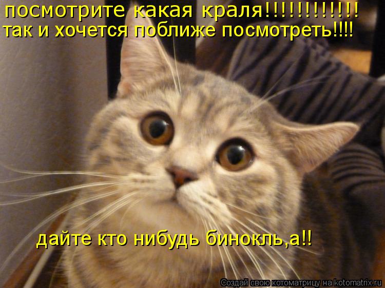 Котоматрица: посмотрите какая краля!!!!!!!!!!!! так и хочется поближе посмотреть!!!! дайте кто нибудь бинокль,а!!