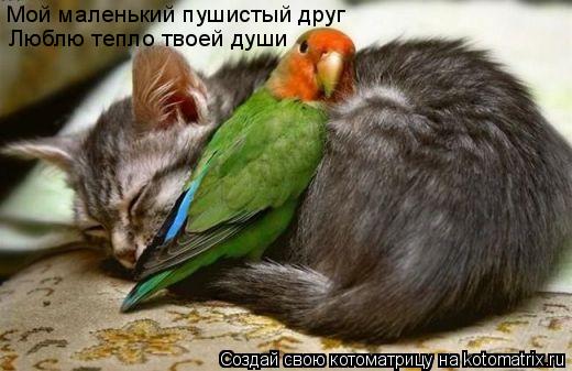 Котоматрица: Мой маленький пушистый друг Люблю тепло твоей души