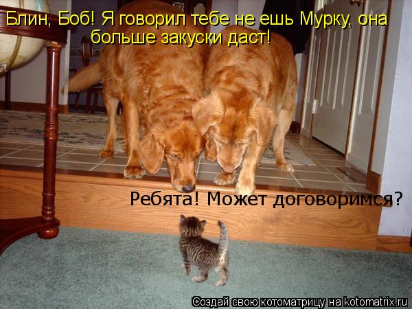 Котоматрица: Блин, Боб! Я говорил тебе не ешь Мурку, она больше закуски даст! А ты за хвост и к соседям! Только одного и успела родить! Блин, Боб! Я говорил т