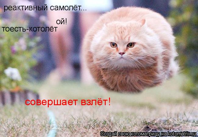Котоматрица: реактивный самолёт... ой! тоесть-котолёт совершает взлёт!