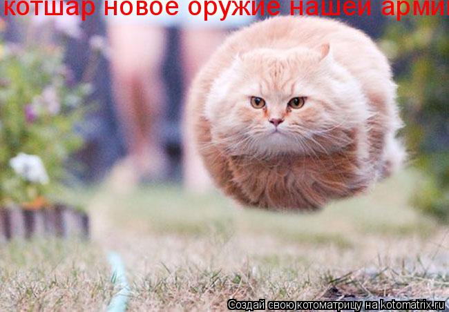 Котоматрица: котшар новое оружие нашей армии