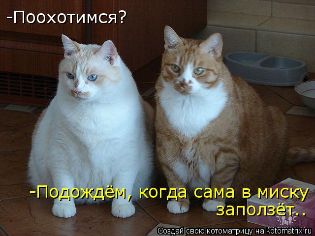 Котоматрица: -Поохотимся? -Подождём, когда сама в миску заползёт..