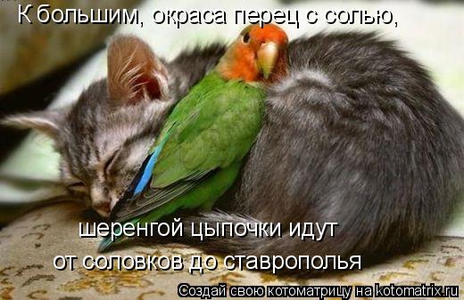 Котоматрица: К большим, окраса перец с солью, шеренгой цыпочки идут от соловков до ставрополья