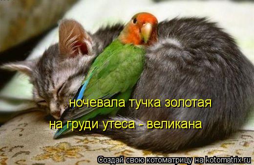 Котоматрица: ночевала тучка золотая на груди утеса - великана