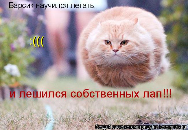Котоматрица: Барсик научился летать, и лешился собственных лап!!! :(((