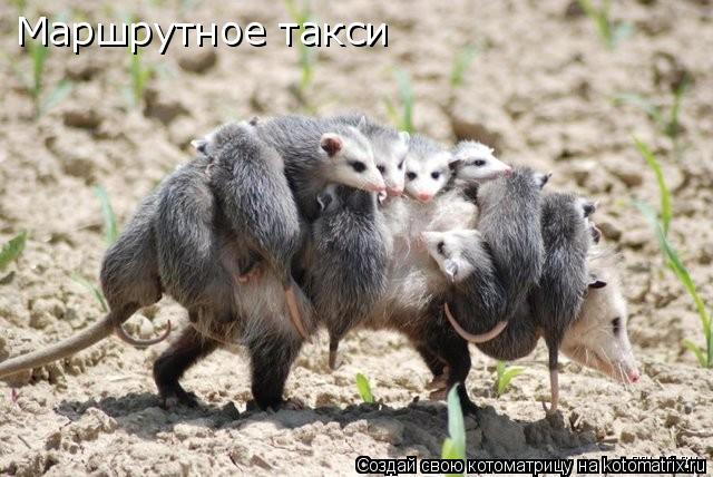 Котоматрица: Маршрутное такси