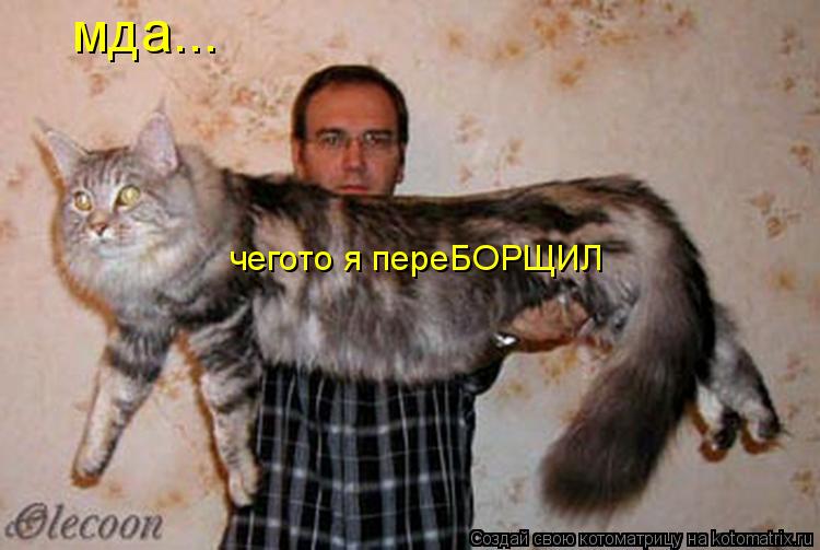 Котоматрица: мда... чегото я переБОРЩИЛ