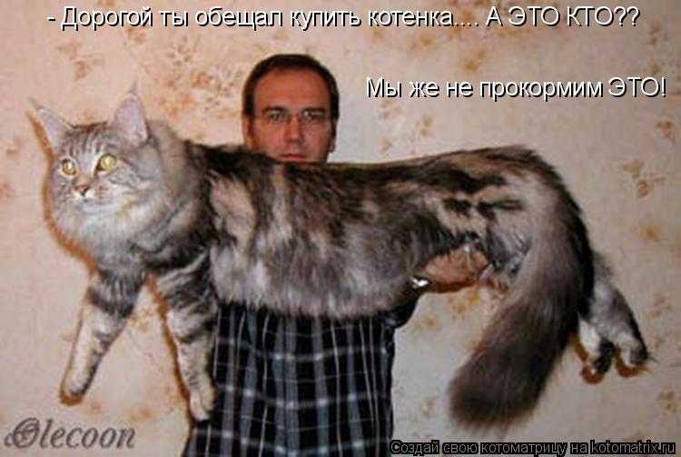 Котоматрица: - Дорогой ты обещал купить котенка.... А ЭТО КТО??     Мы же не прокормим ЭТО!