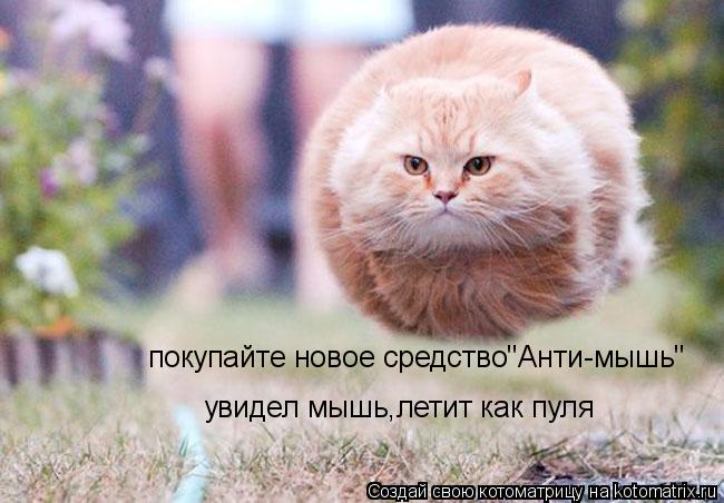 Котоматрица: покупайте новое средство"Анти-мышь" увидел мышь,летит как пуля