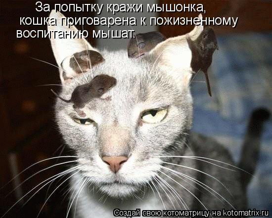 За попытку кражи мышонка, кошка приговарена к пожизненному воспитанию мышат.... Котоматрица: За попытку кражи мышонка, кошка приговарена к пожизненному воспитанию мышат.