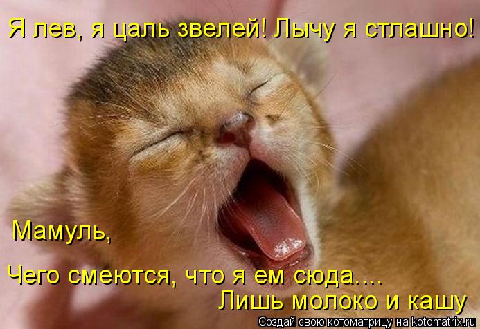 Котоматрица: Я лев, я цаль звелей! Лычу я стлашно! Чего смеются, что я ем сюда.... Лишь молоко и кашу Мамуль,