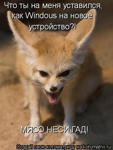 Котоматрица: Что ты на меня уставился, как Windous на новое  устройство?! МЯСО НЕСИ,ГАД!