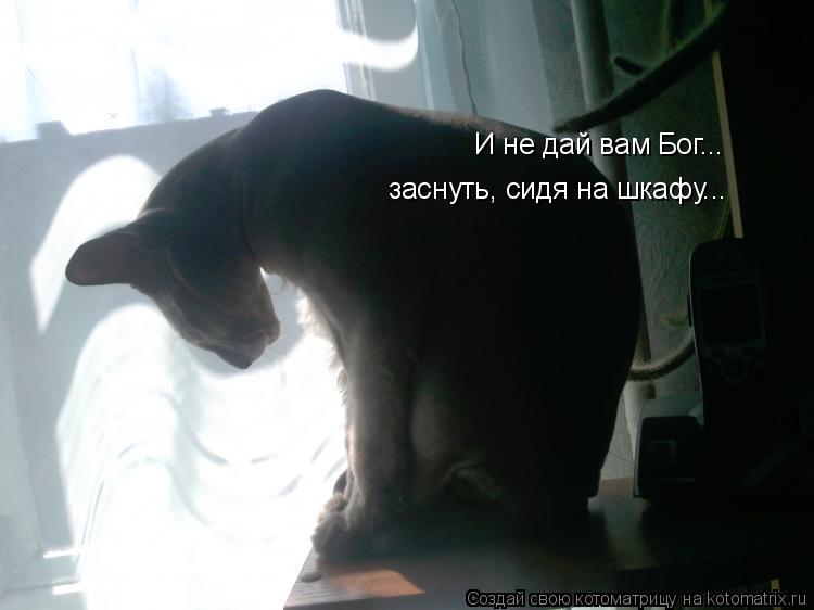 Котоматрица: И не дай вам Бог... заснуть, сидя на шкафу...