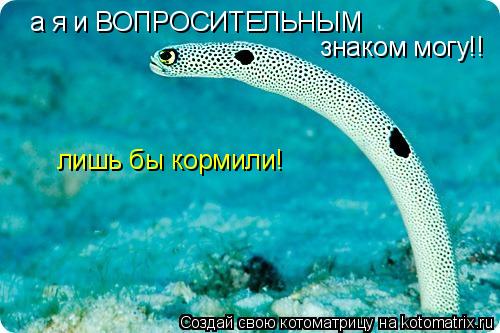 Котоматрица: а я и ВОПРОСИТЕЛЬНЫМ   знаком могу!! лишь бы кормили!