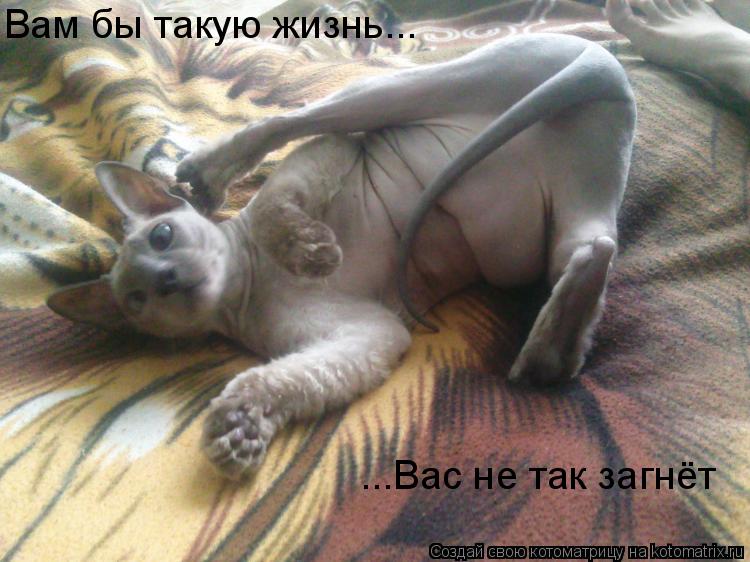 Котоматрица: Вам бы такую жизнь... ...Вас не так загнёт