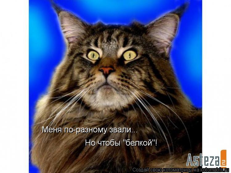 Меня по-разному звали... Но чтобы "белкой"!... Котоматрица: Меня по-разному звали... Но чтобы "белкой"!