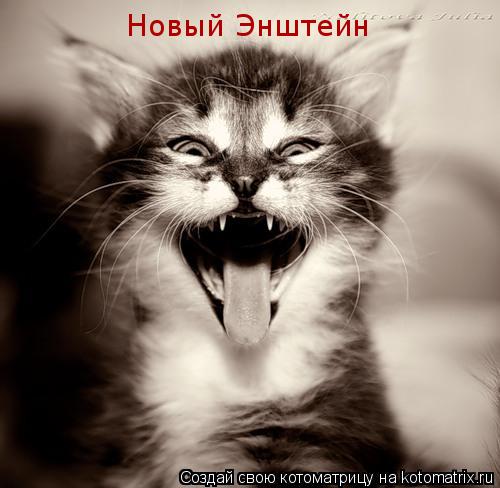Котоматрица: Новый Энштейн