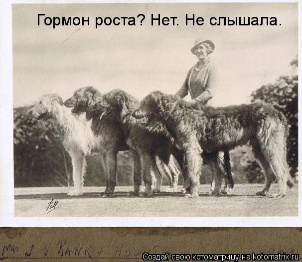 Котоматрица: Гормон роста? Нет. Не слышала.