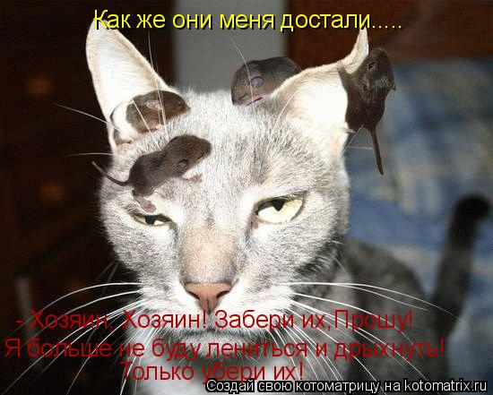 Котоматрица: Как же они меня достали..... - Хозяин, Хозяин! Забери их,Прошу!  Я больше не буду лениться и дрыхнуть!  Только убери их!