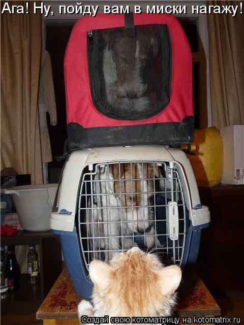 Котоматрица: Ага! Ну, пойду вам в миски нагажу!