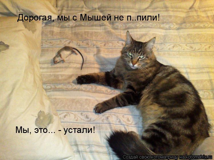 Котоматрица: Дорогая, мы с Мышей не п..пили! Мы, это... - устали!