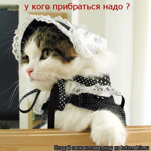 Котоматрица: у кого прибраться надо ?