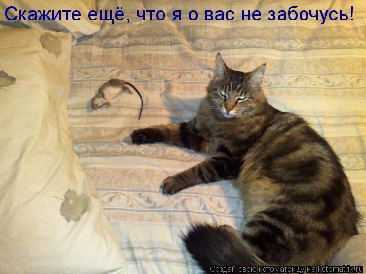 Котоматрица: Скажите ещё, что я о вас не забочусь!