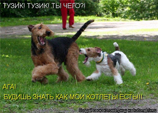 Котоматрица: ТУЗИК! ТУЗИК! ТЫ ЧЕГО?! АГА!  БУДИШЬ ЗНАТЬ КАК МОИ КОТЛЕТЫ ЕСТЬ!!!