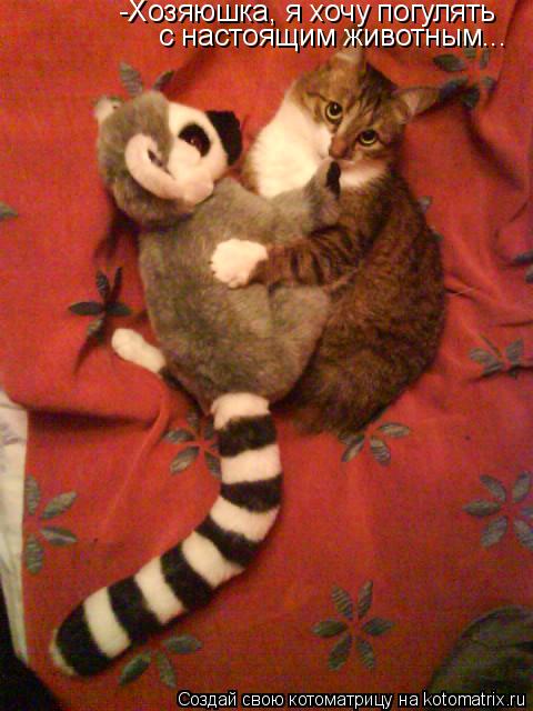 Котоматрица: -Хозяюшка, я хочу погулять с настоящим животным...