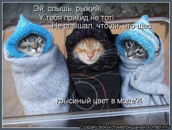 Котоматрица: Эй, слышь, рыжий! У тебя прикид не тот! Не слышал, что ли, что щас  крысиный цвет в моде?!