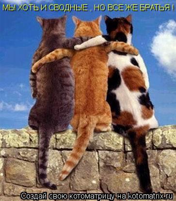 Котоматрица: МЫ ХОТЬ И СВОДНЫЕ , НО ВСЕ ЖЕ БРАТЬЯ !